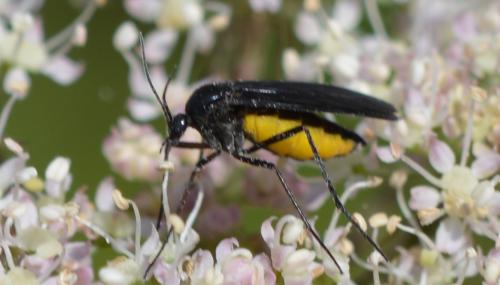 Réf. 330 043 : Sciara sp.